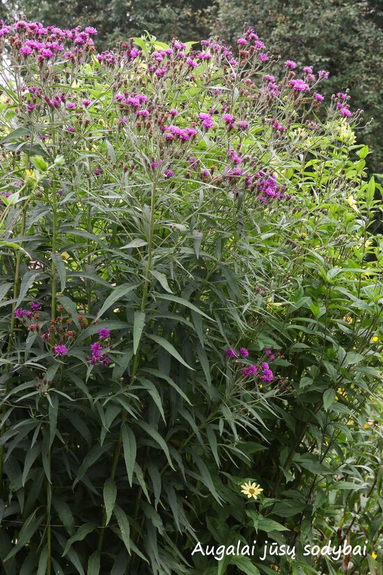 Vernonija (Vernonia fasciculata)